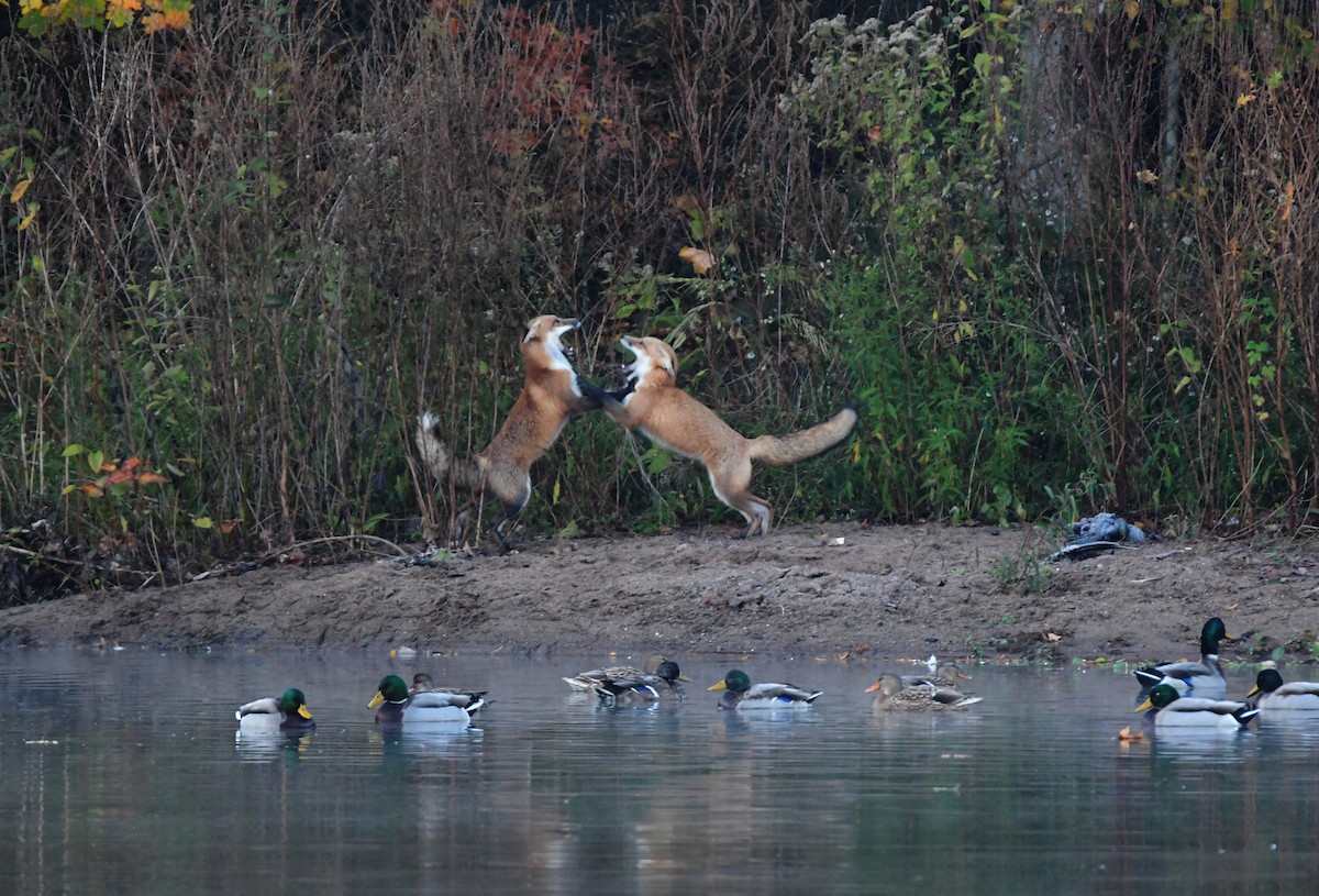 Mallard - ML612733589