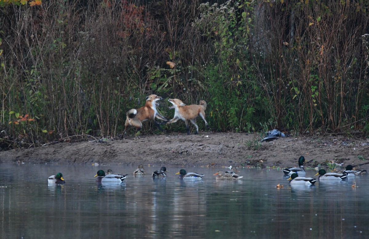 綠頭鴨 - ML612733590