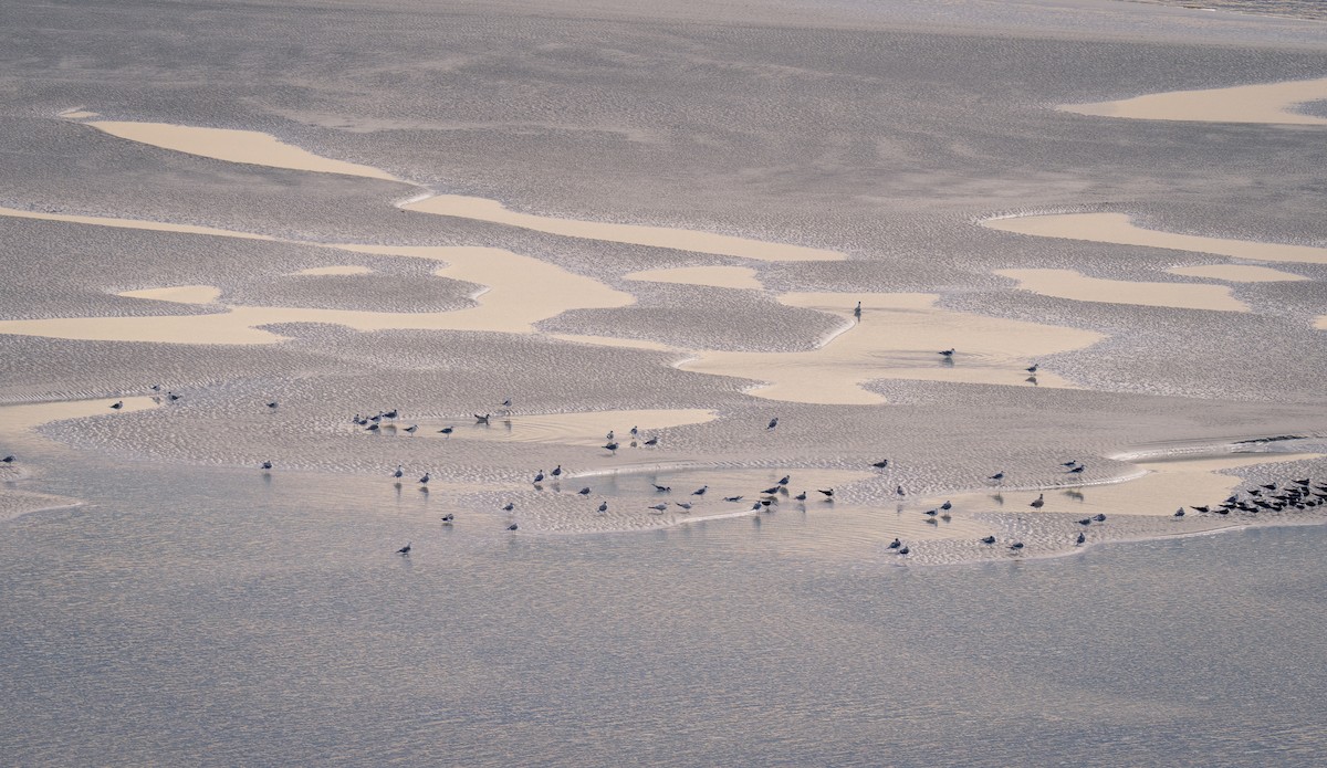 Black Skimmer - ML612733596