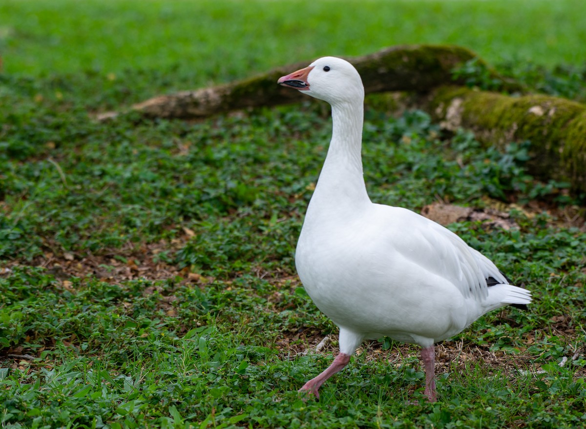 Snow Goose - Herb Elliott