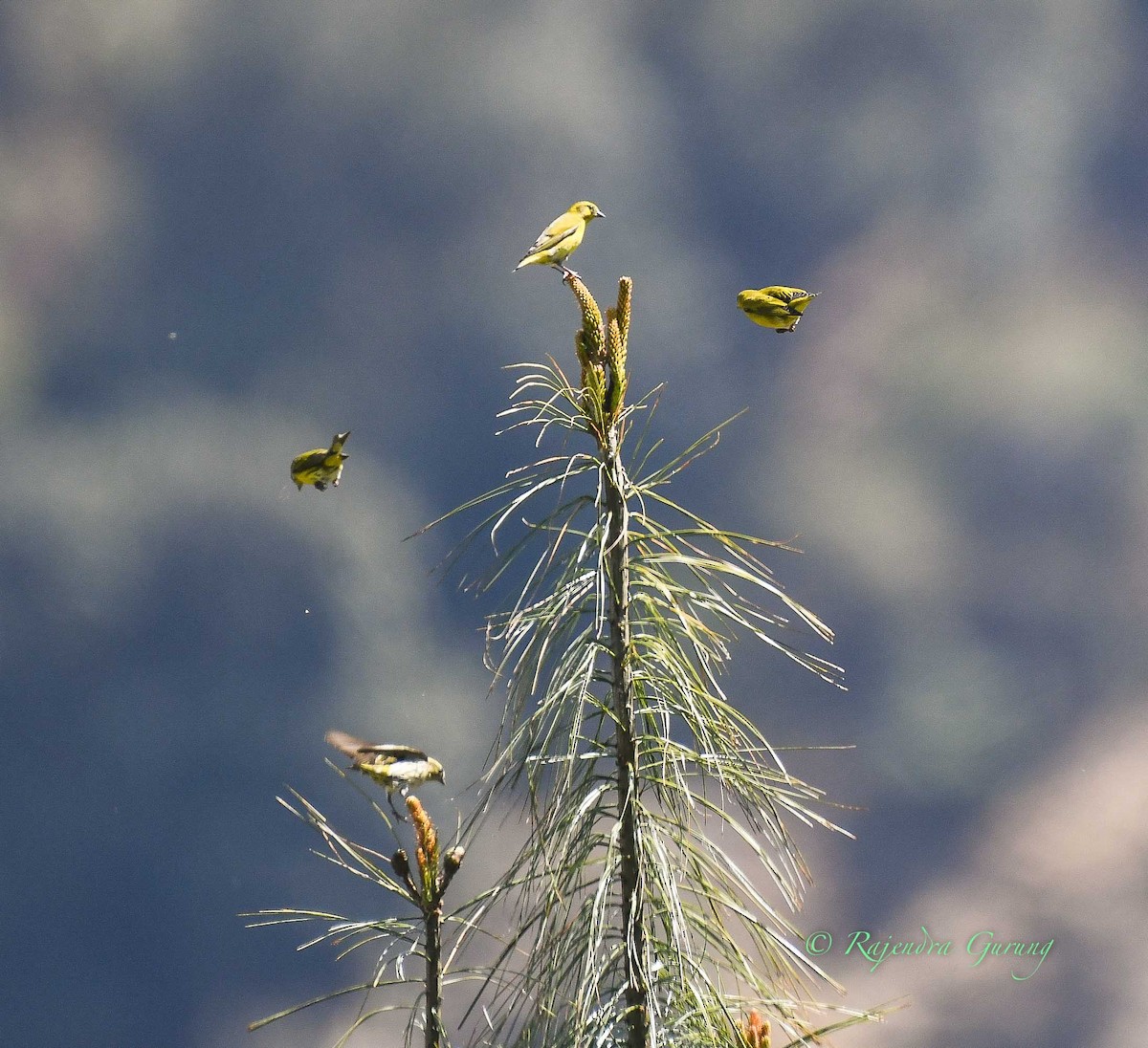 Tibetan Serin - ML612733619