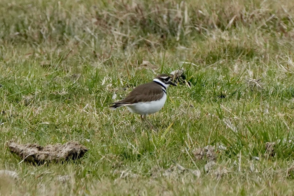 Killdeer - ML612733639