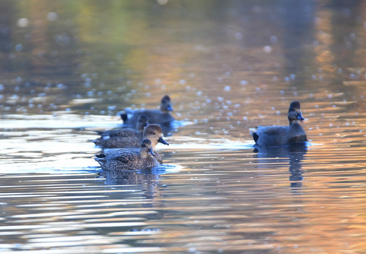 赤膀鴨 - ML612733669