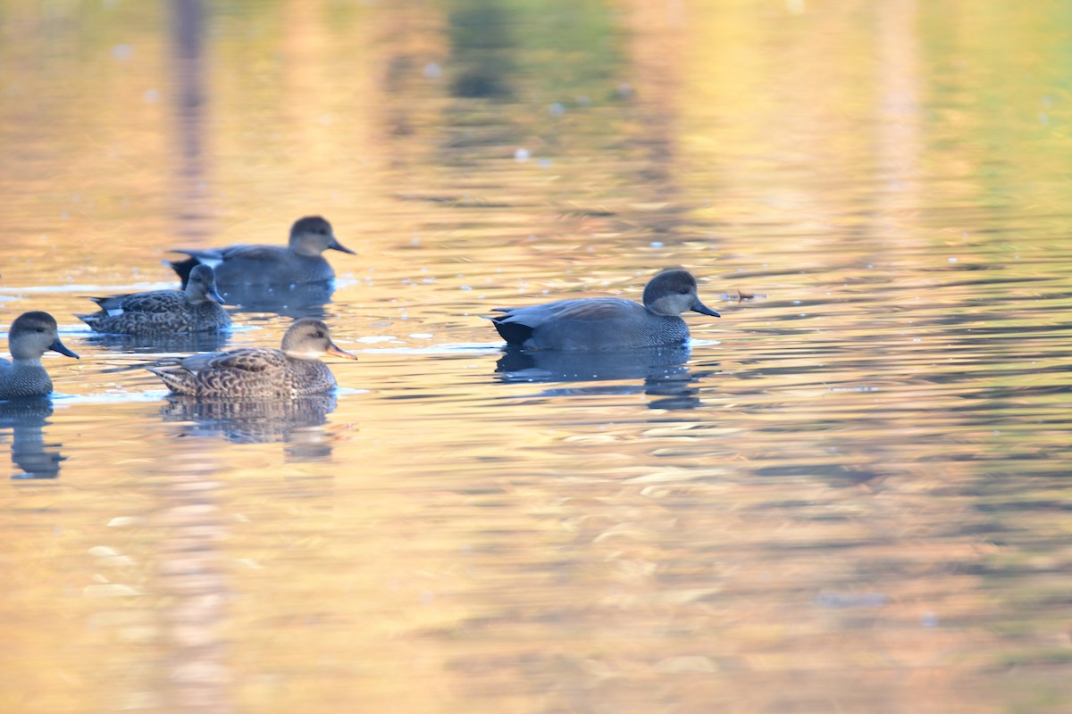 赤膀鴨 - ML612733670