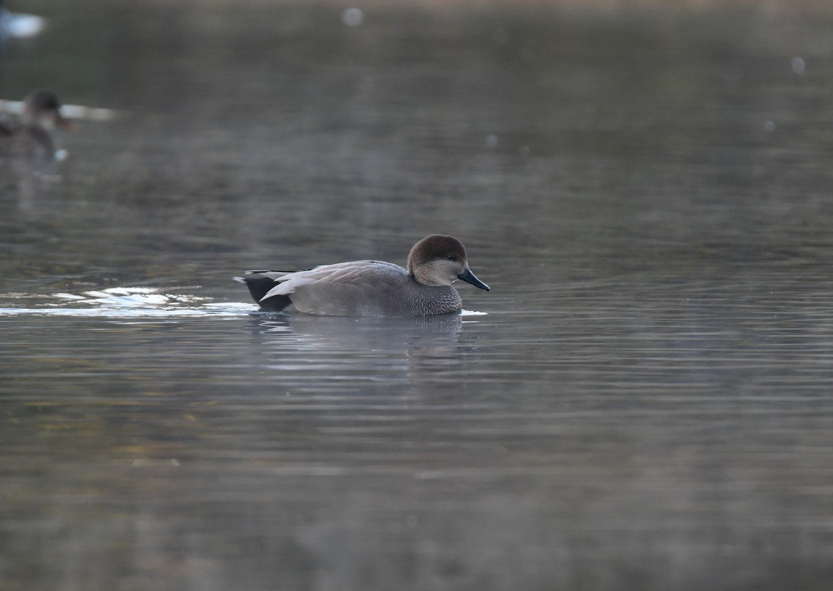 赤膀鴨 - ML612733671