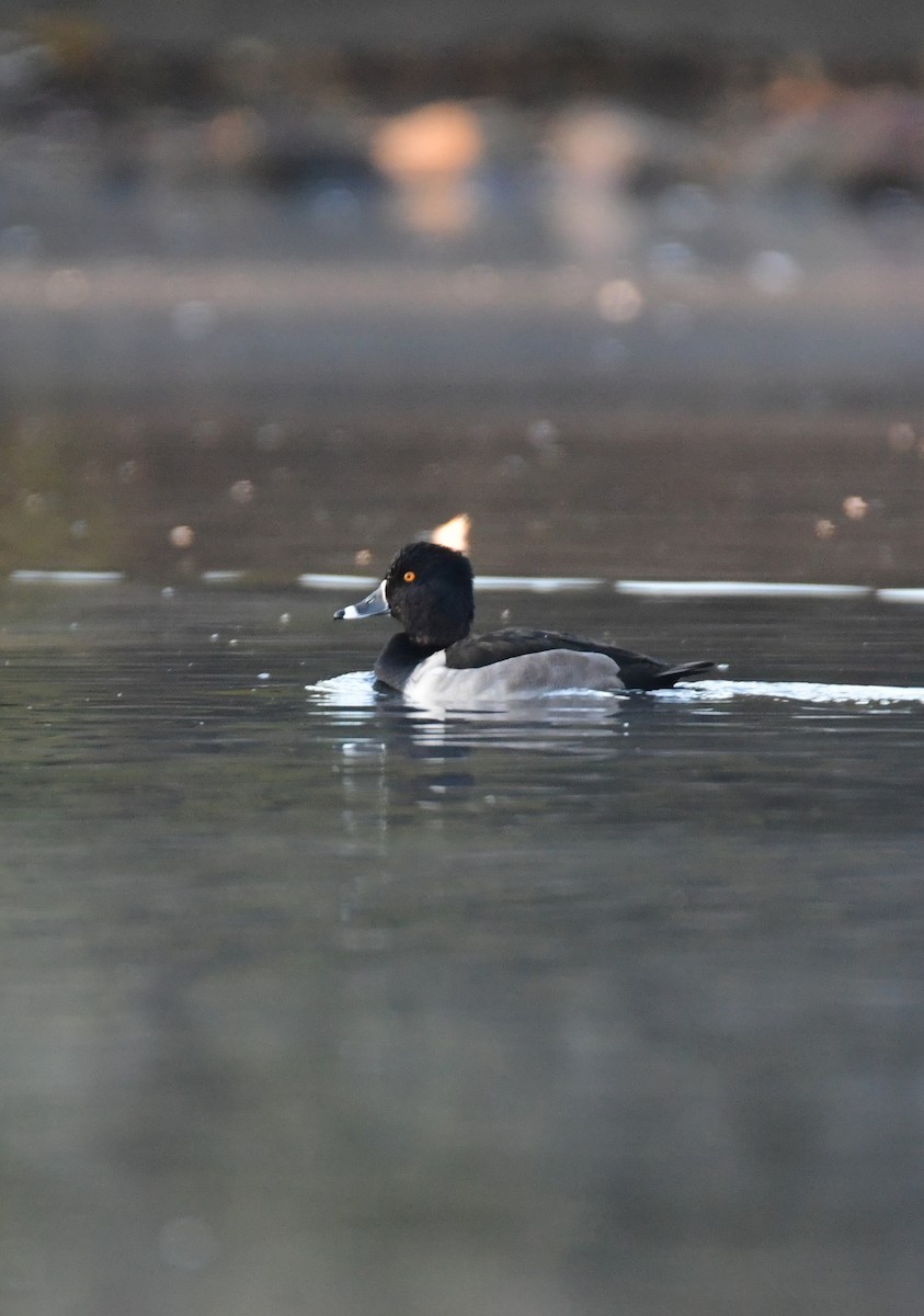 環頸潛鴨 - ML612733694