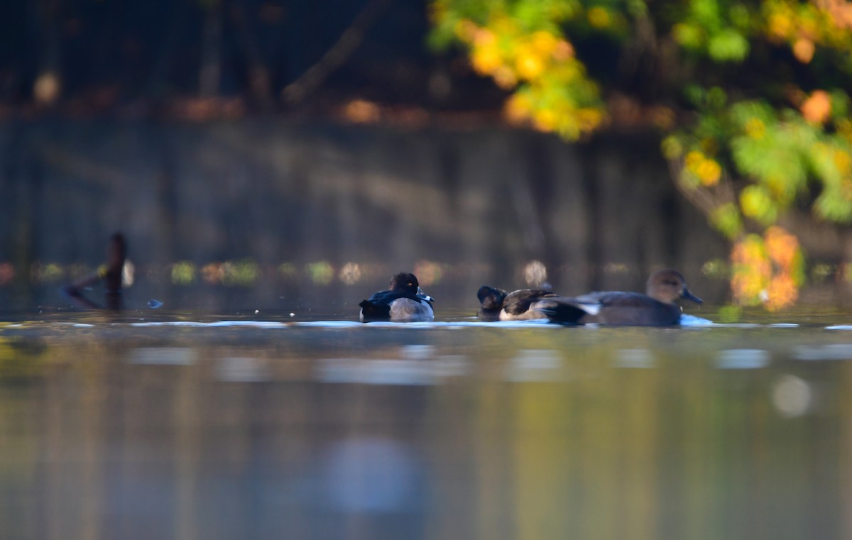 環頸潛鴨 - ML612733695