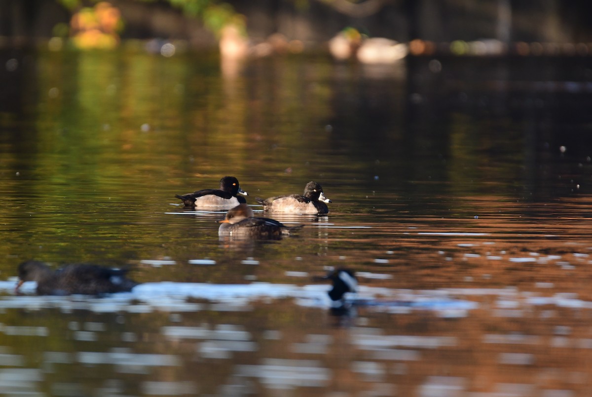 環頸潛鴨 - ML612733696