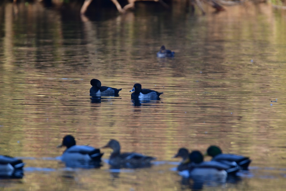 Ring-necked Duck - ML612733698