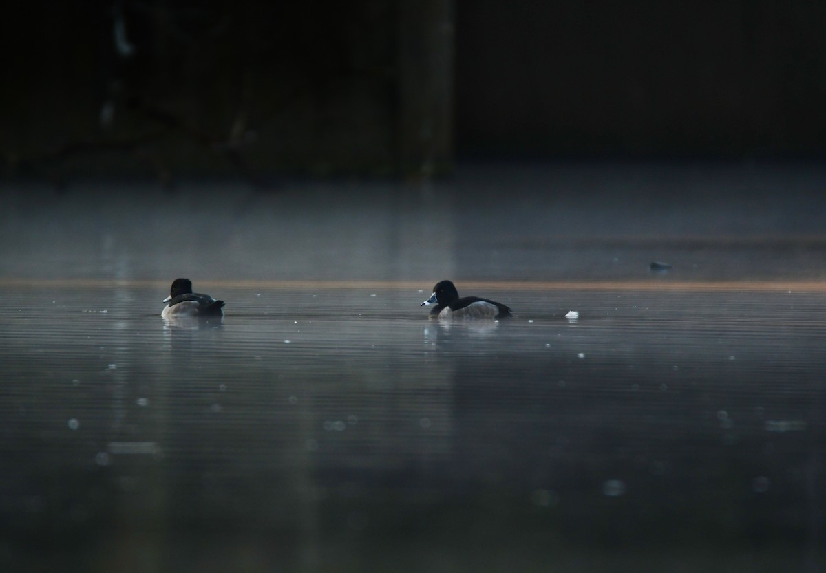 環頸潛鴨 - ML612733699