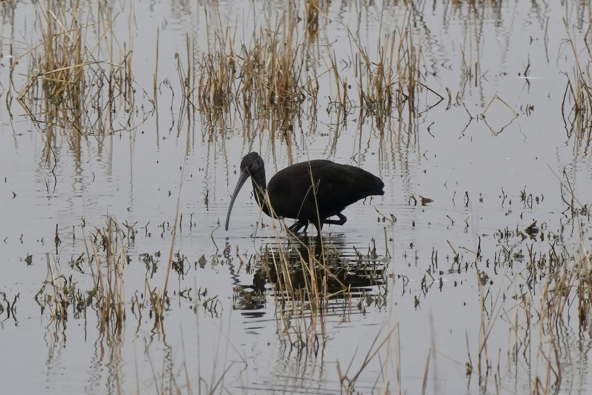 White-faced Ibis - ML612733718