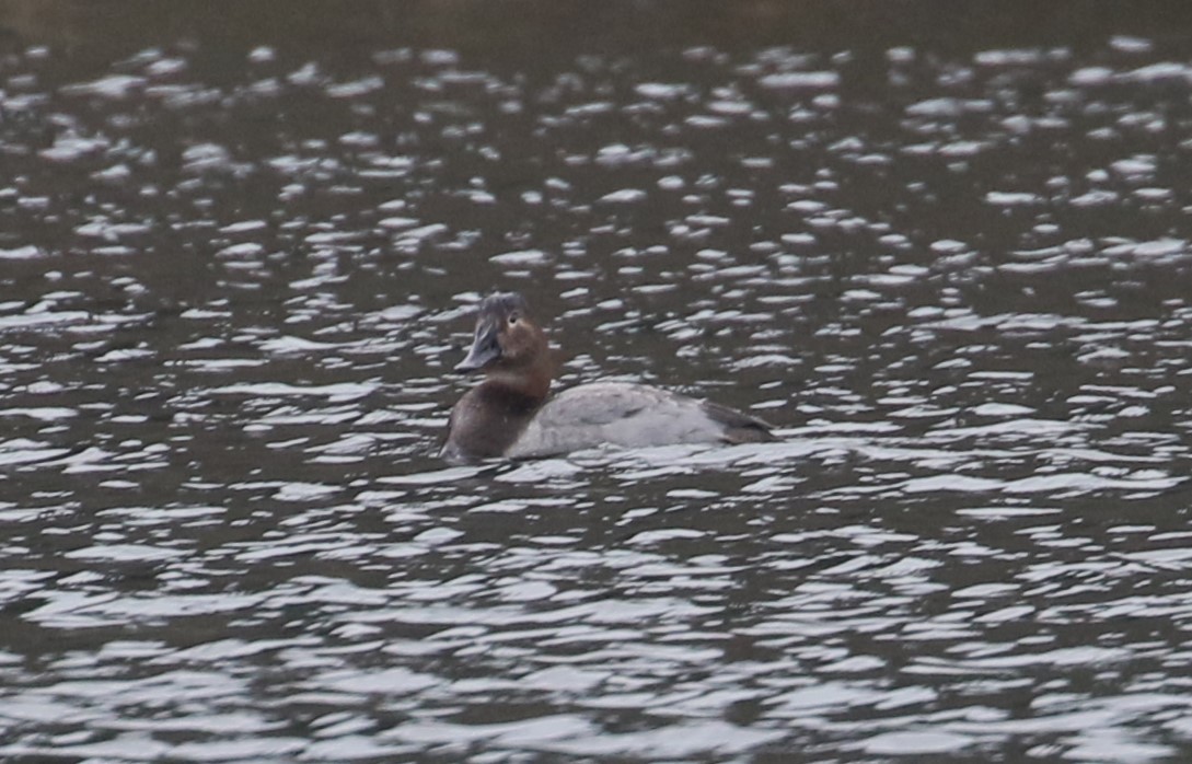 Canvasback - John F. Gatchet