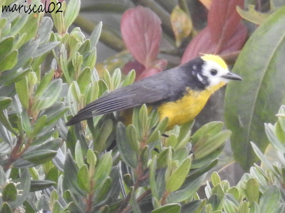 Golden-fronted Redstart - ML612733747