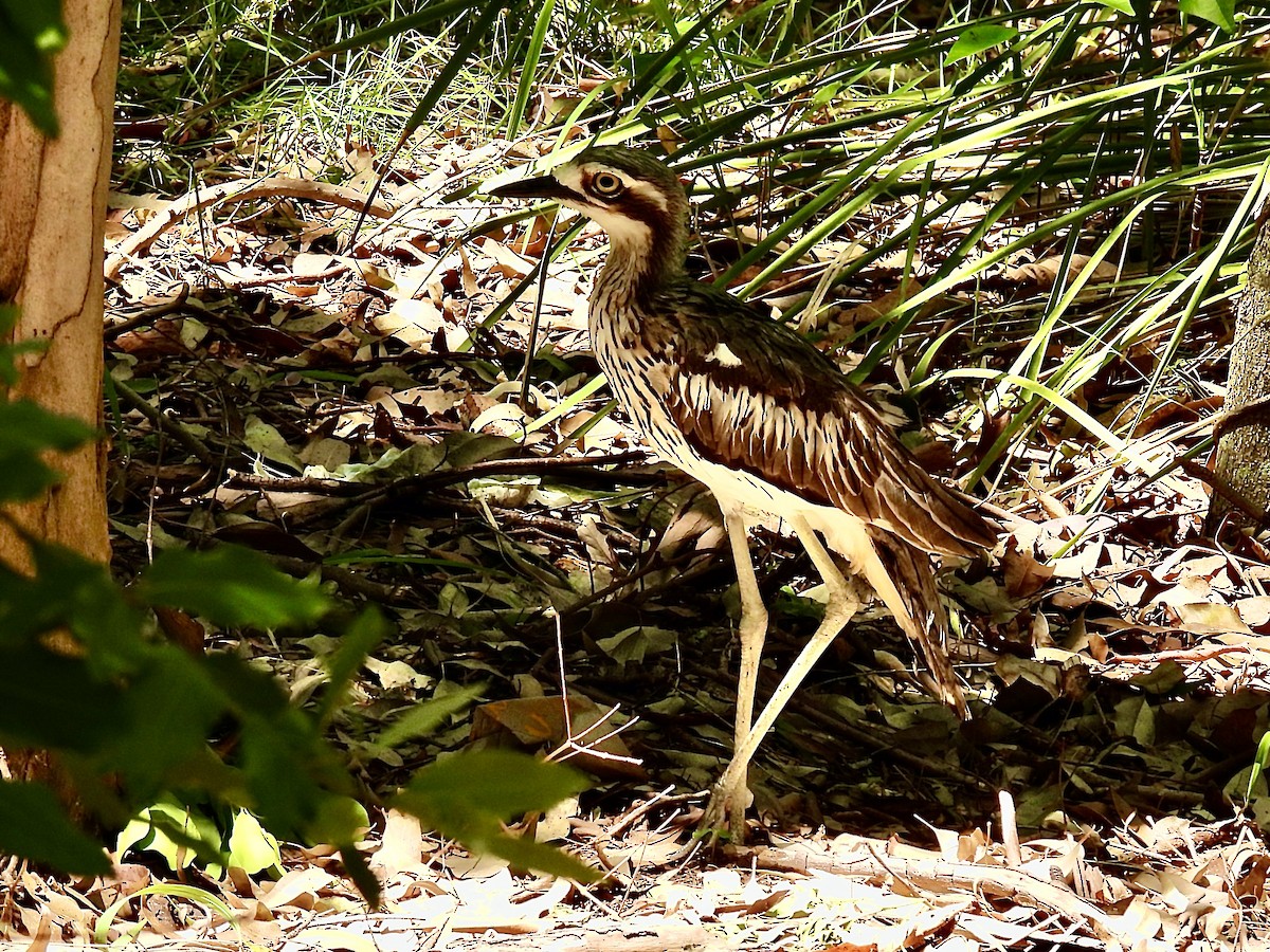 Bush Thick-knee - ML612733751