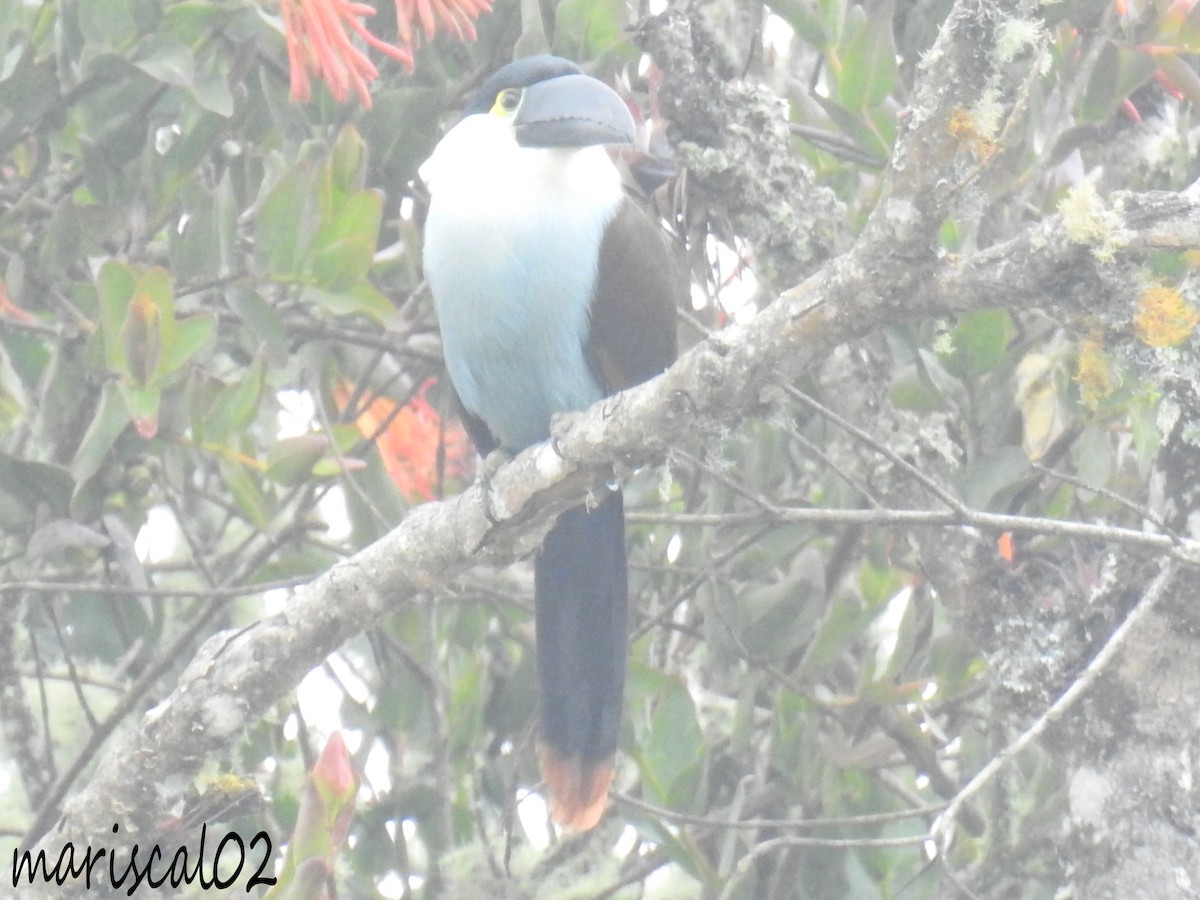 Black-billed Mountain-Toucan - Mario Gómez