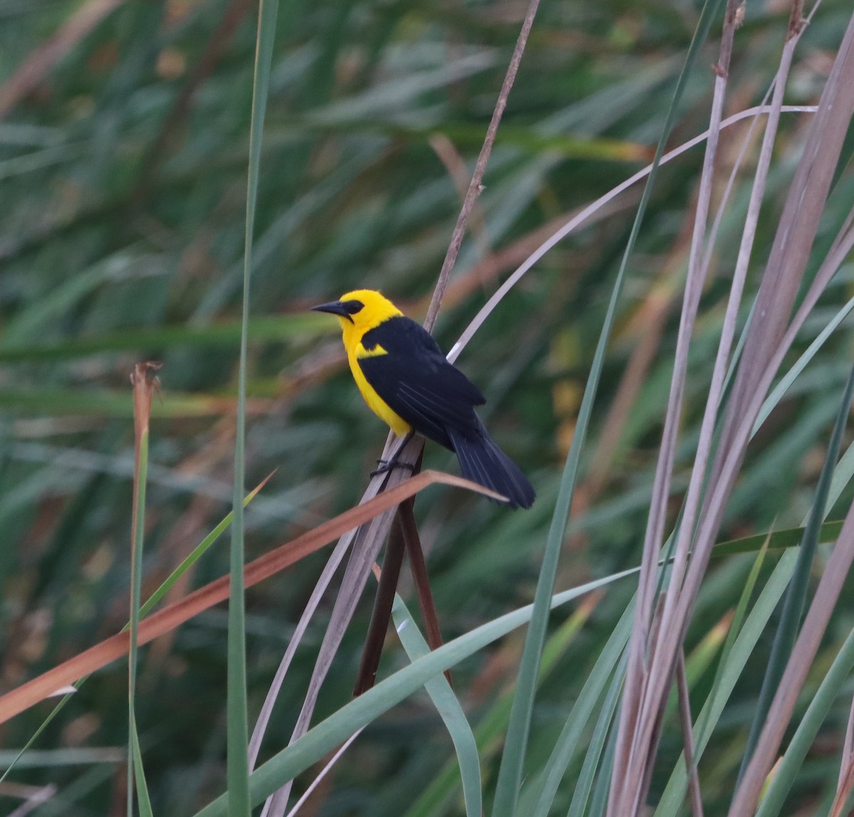 Oriole Blackbird - Angel Cárdenas