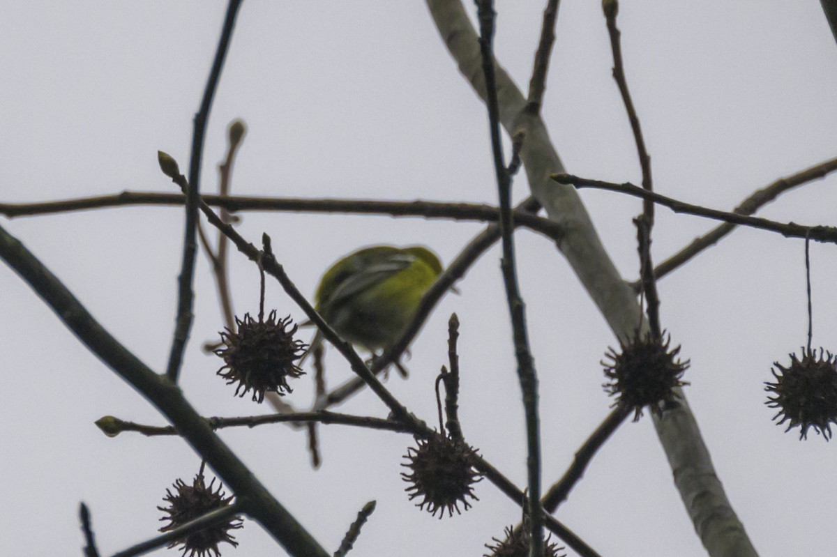 Pine Warbler - Janice Strong