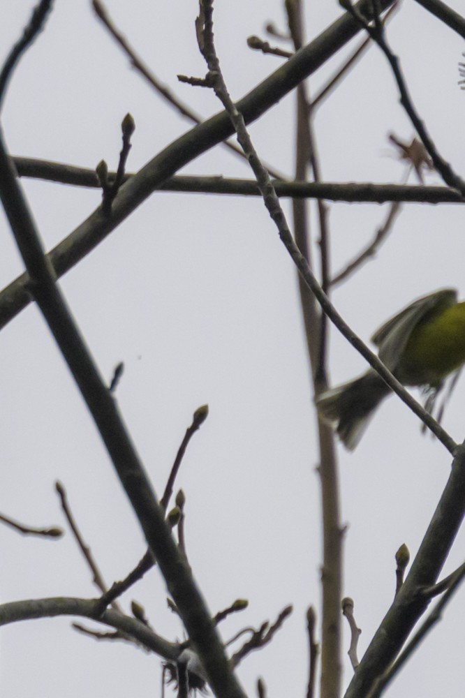 Pine Warbler - ML612733825