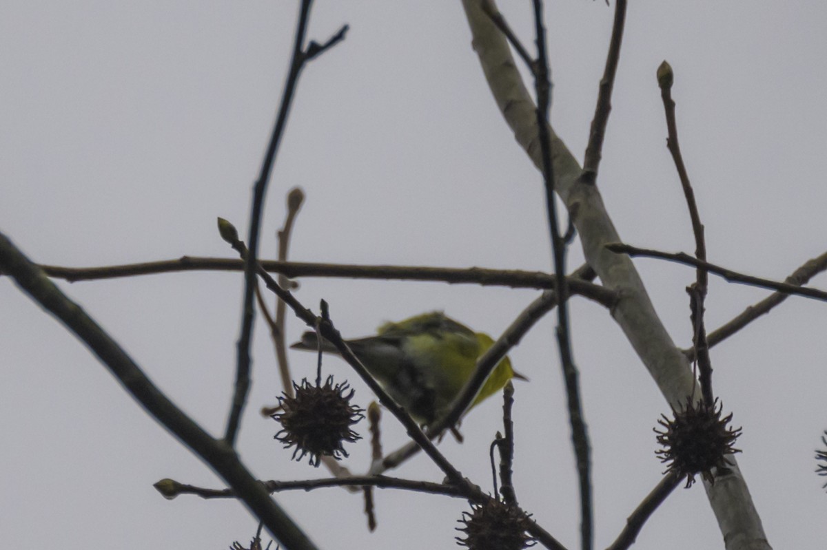 Pine Warbler - Janice Strong