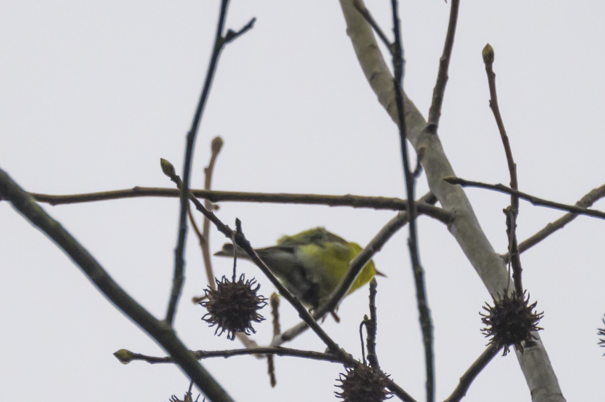 Pine Warbler - Janice Strong