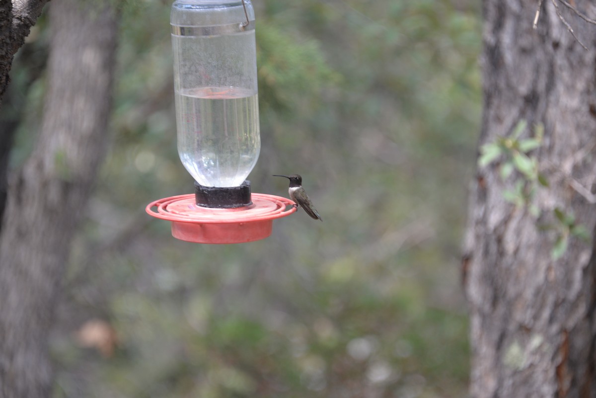 Black-chinned Hummingbird - Larry Hooge
