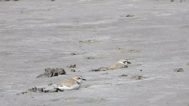 Snowy Plover - ML612733876