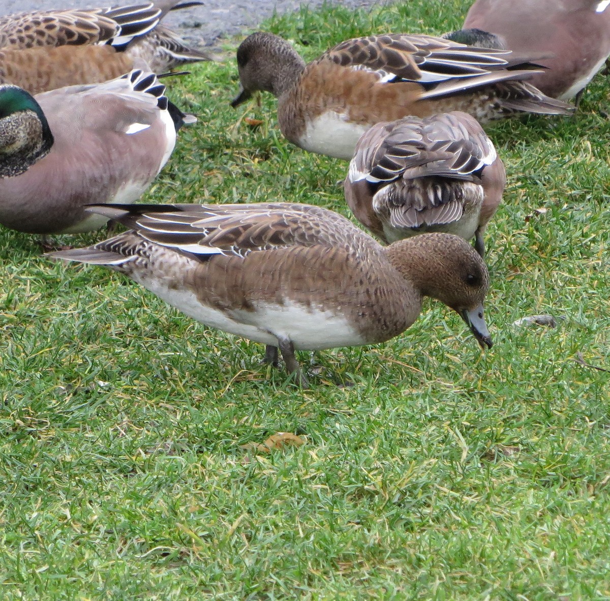 Eurasian Wigeon - ML612733901