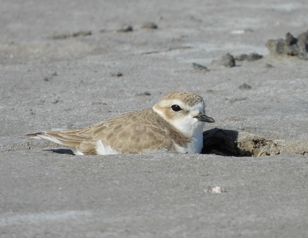 Snowy Plover - Gary Graves