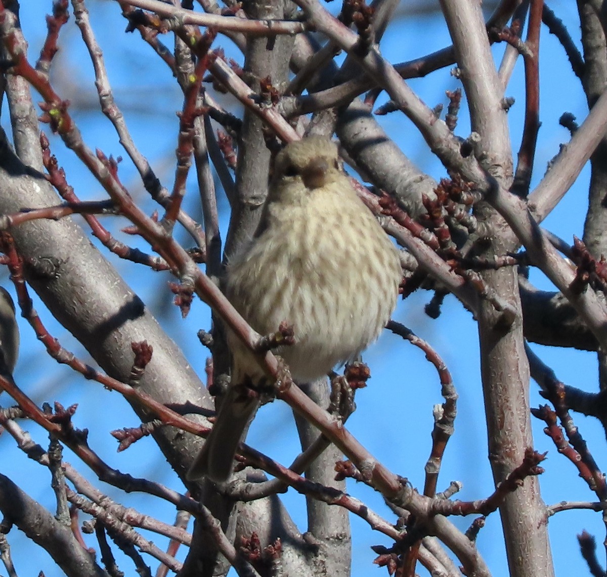 House Finch - ML612734003