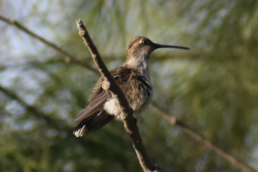 Black-chinned Hummingbird - ML612734018