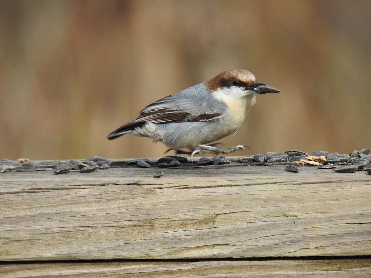 Brown-headed Nuthatch - ML612734032