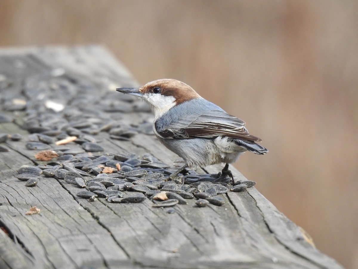 Brown-headed Nuthatch - ML612734035