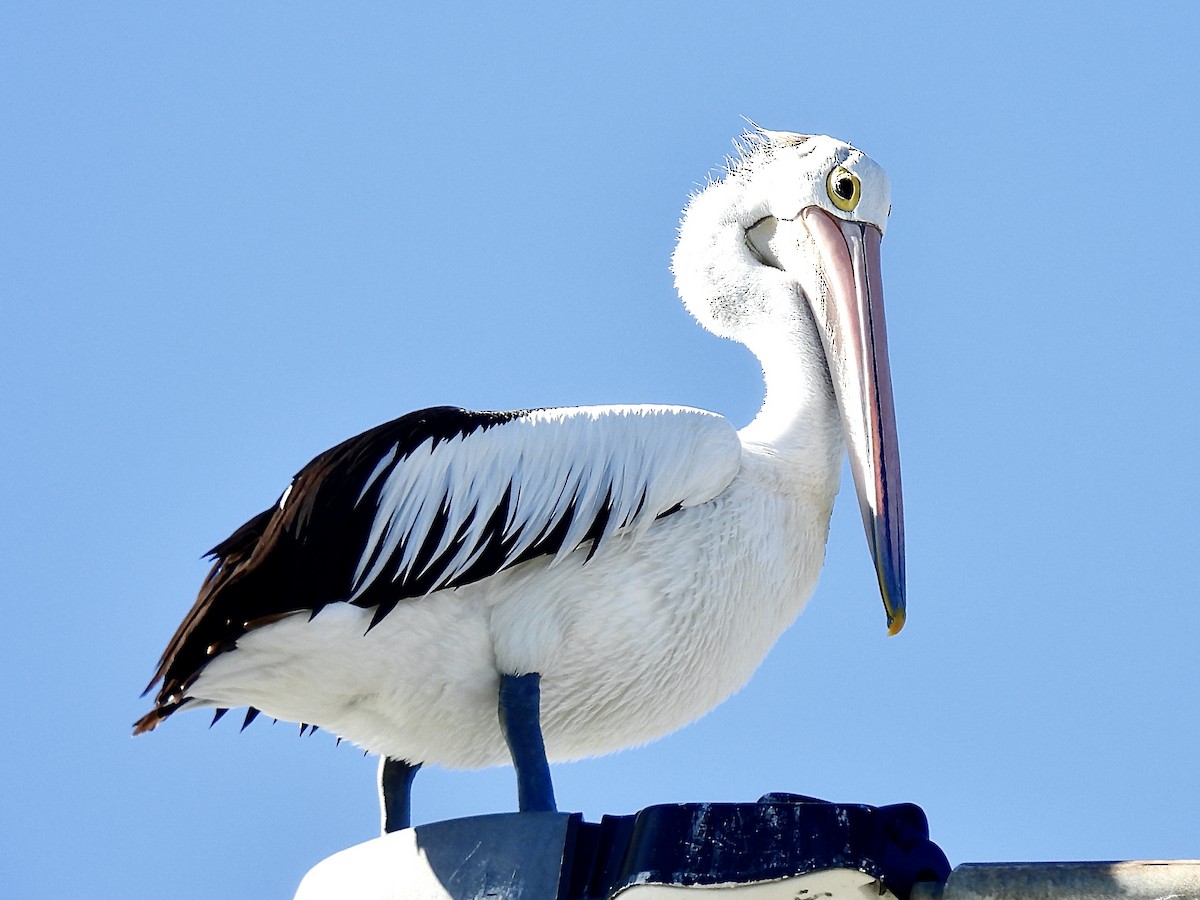 Australian Pelican - ML612734063