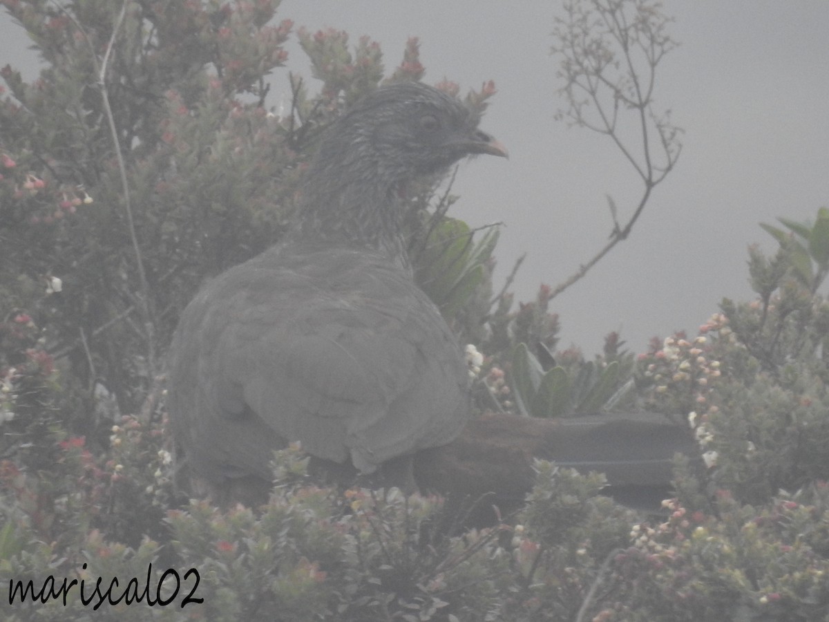 Pénélope des Andes - ML612734110