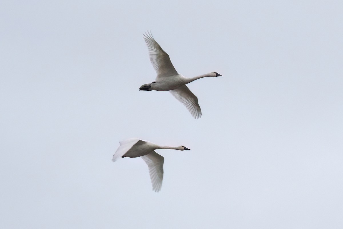 Tundra Swan - ML612734121