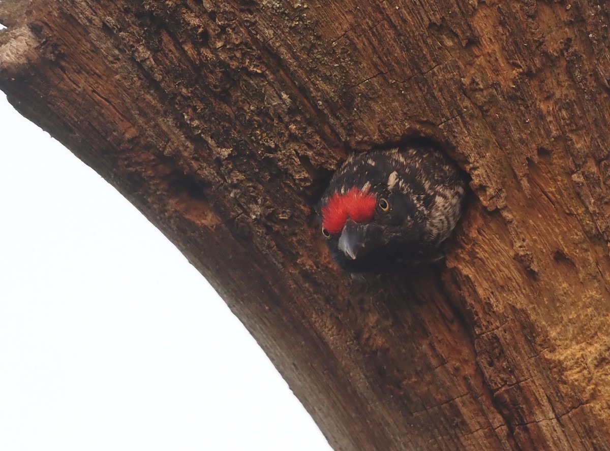 Banded Barbet - ML612734210