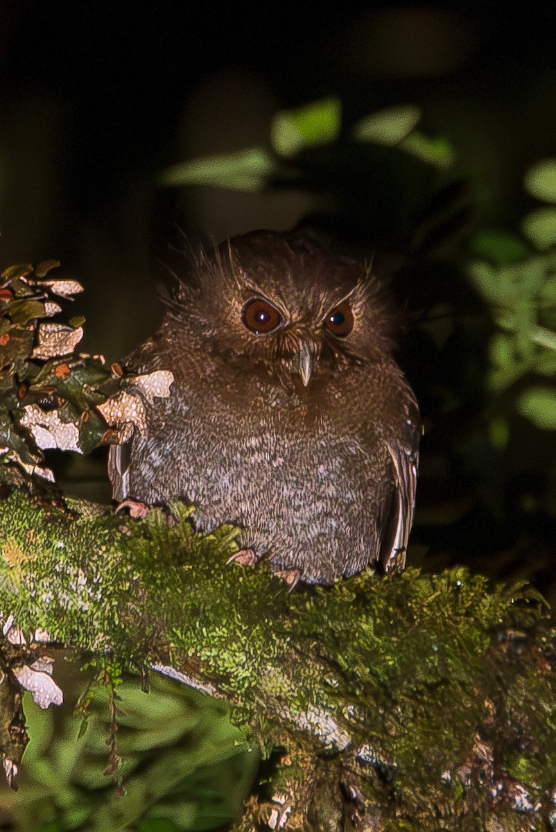 Long-whiskered Owlet - ML612734293