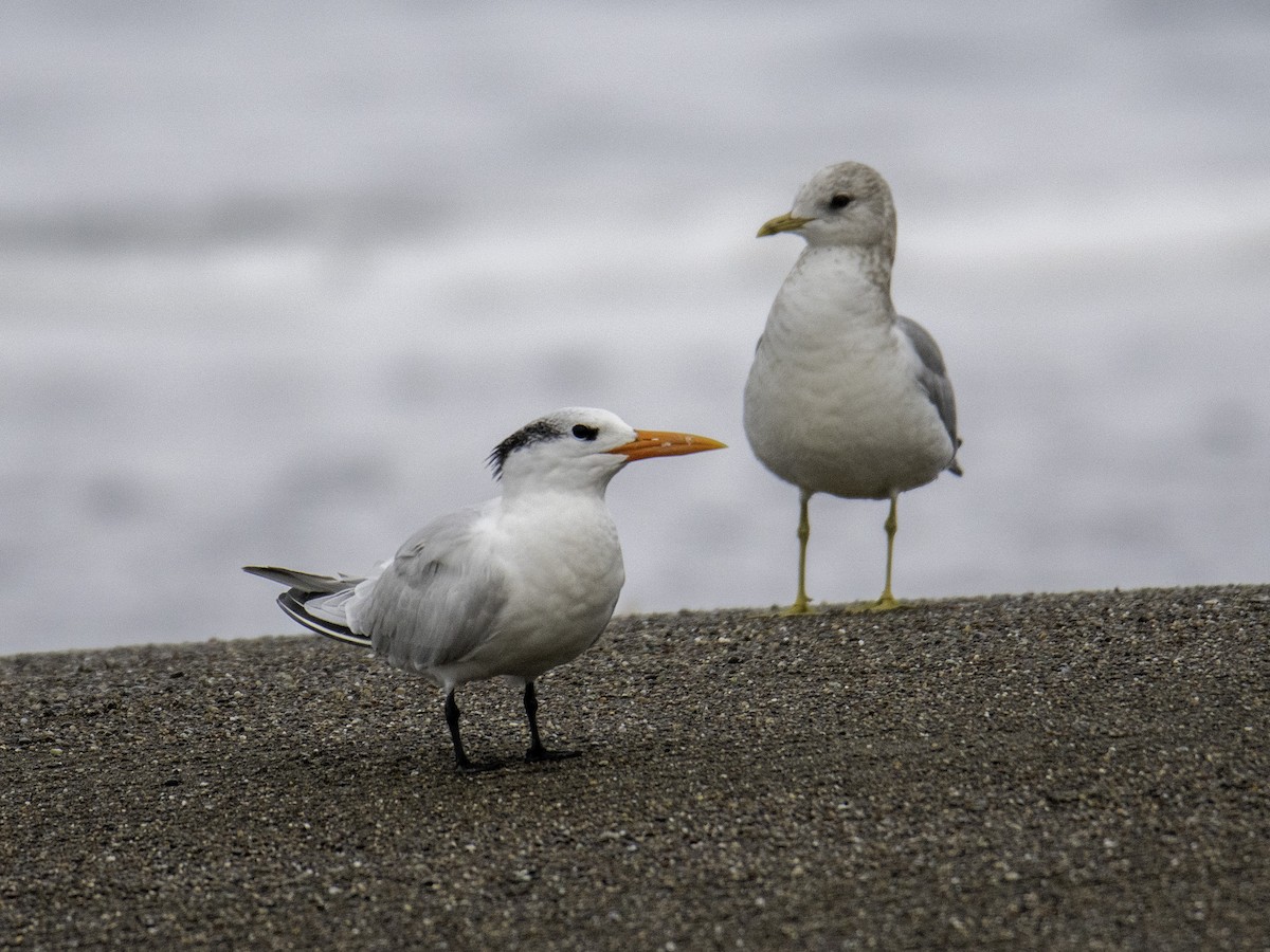 Royal Tern - Rafee Memon