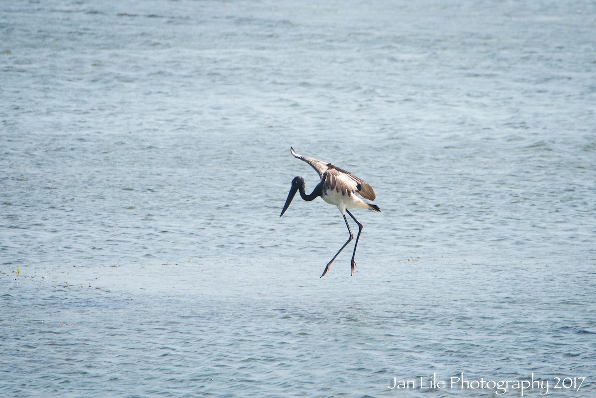 Black-necked Stork - Jan Lile