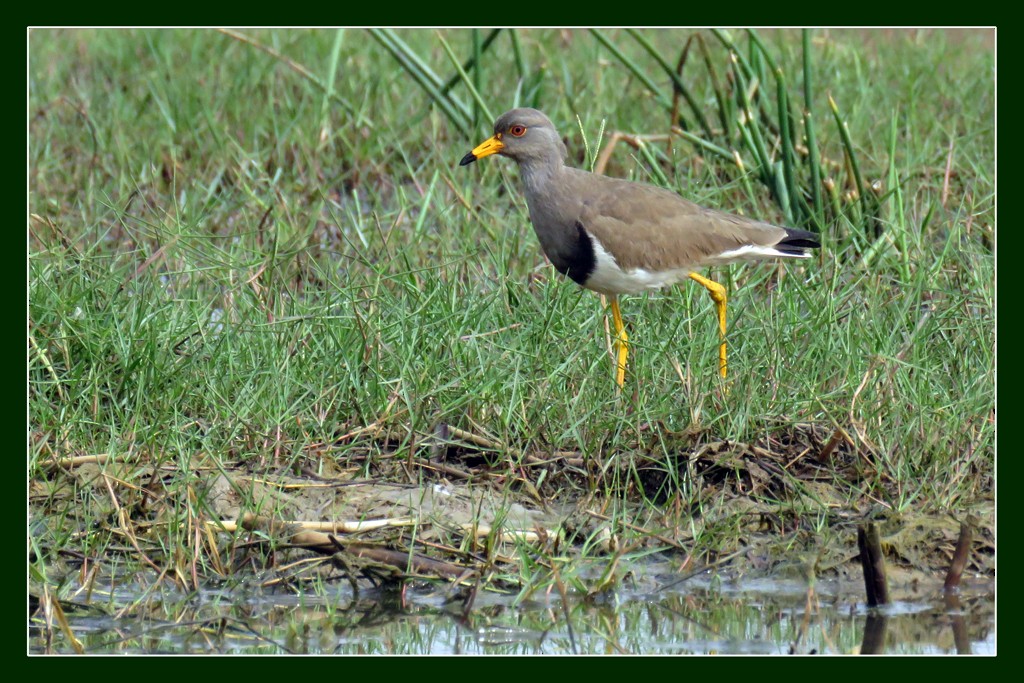 Gray-headed Lapwing - ML612734452