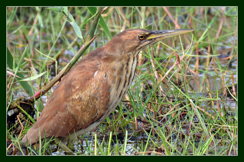 Cinnamon Bittern - ML612734463