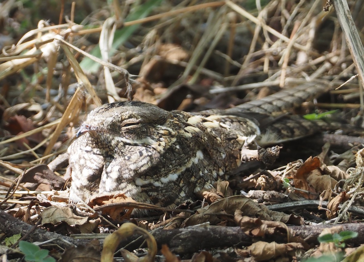 Slender-tailed Nightjar - ML612734477