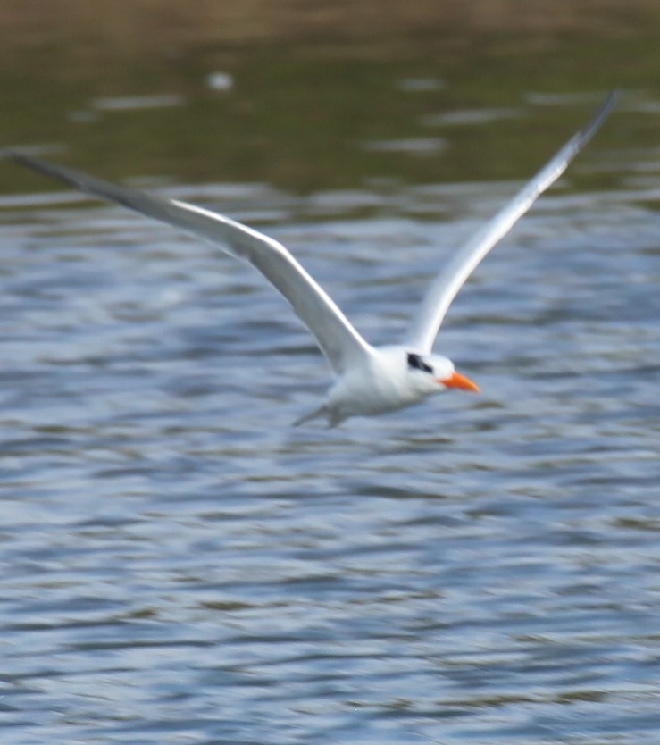 Royal Tern - Ken Lamberton