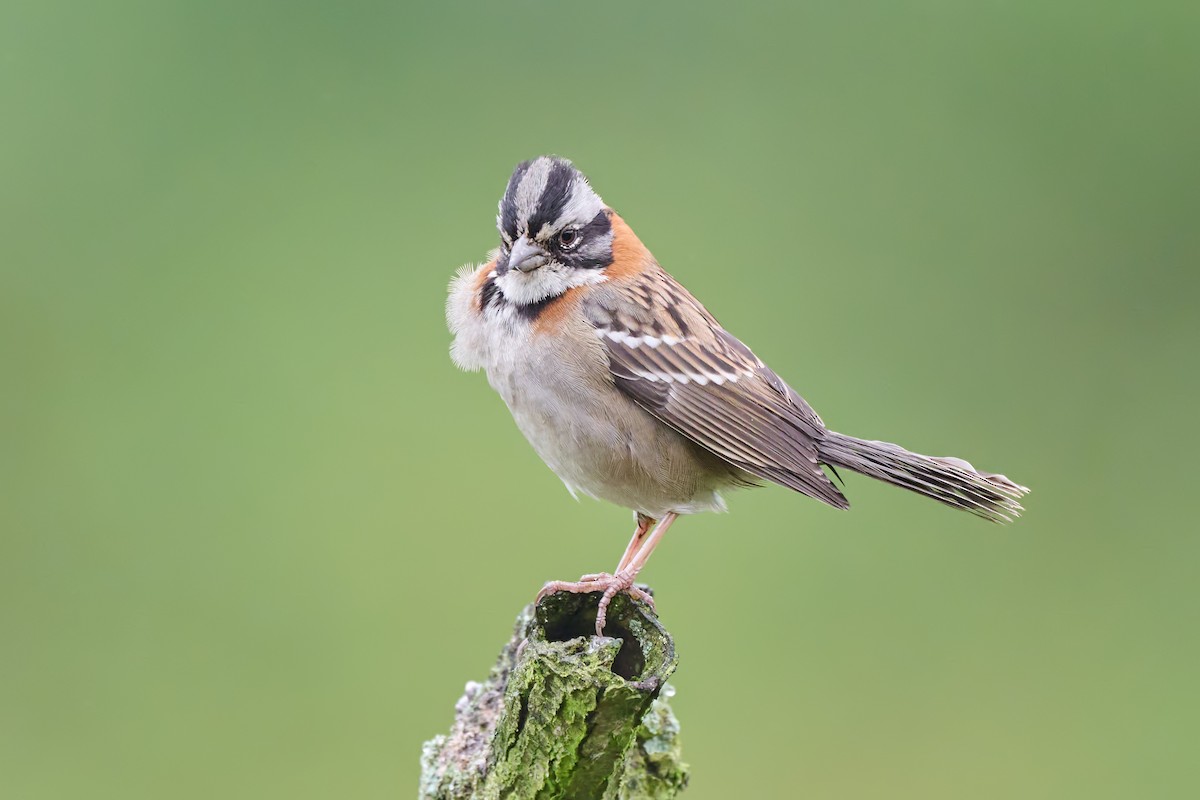 Rufous-collared Sparrow - Sharif Uddin