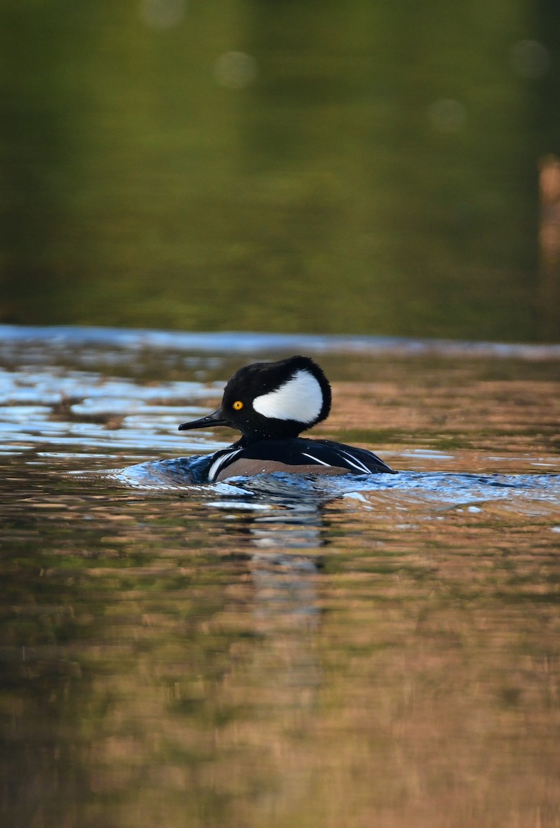 Hooded Merganser - ML612734576