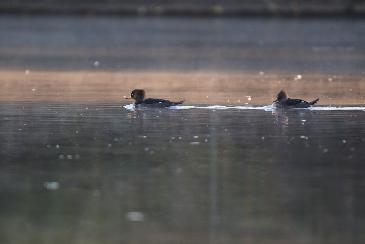 Hooded Merganser - ML612734577
