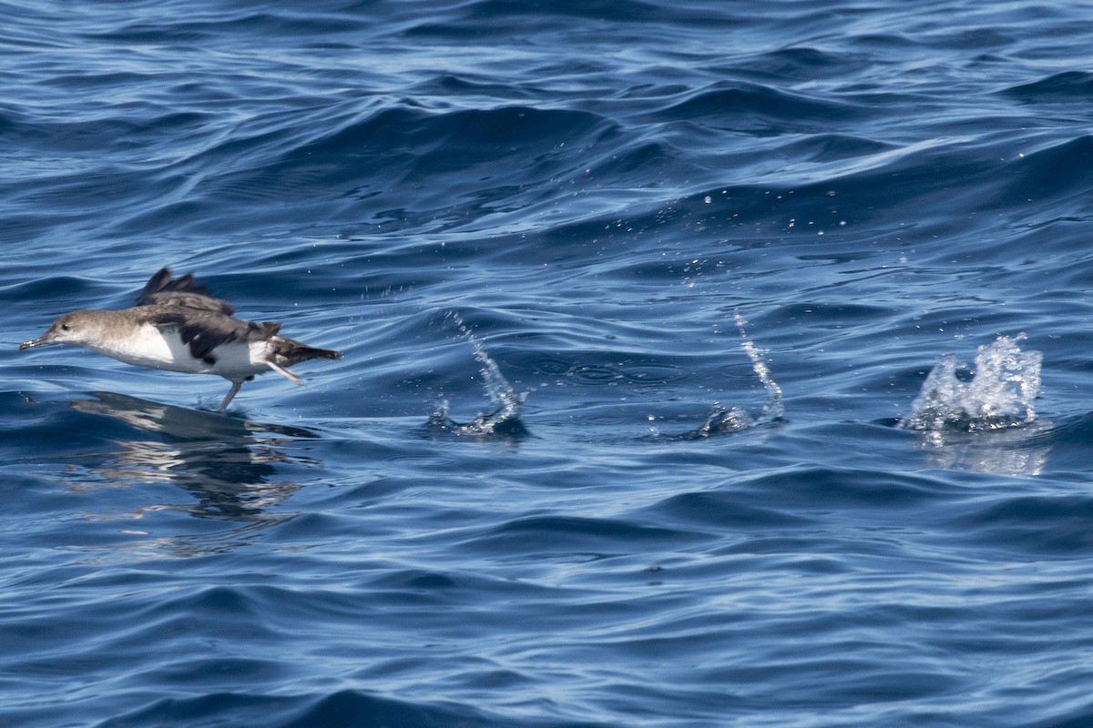 Black-vented Shearwater - dan davis