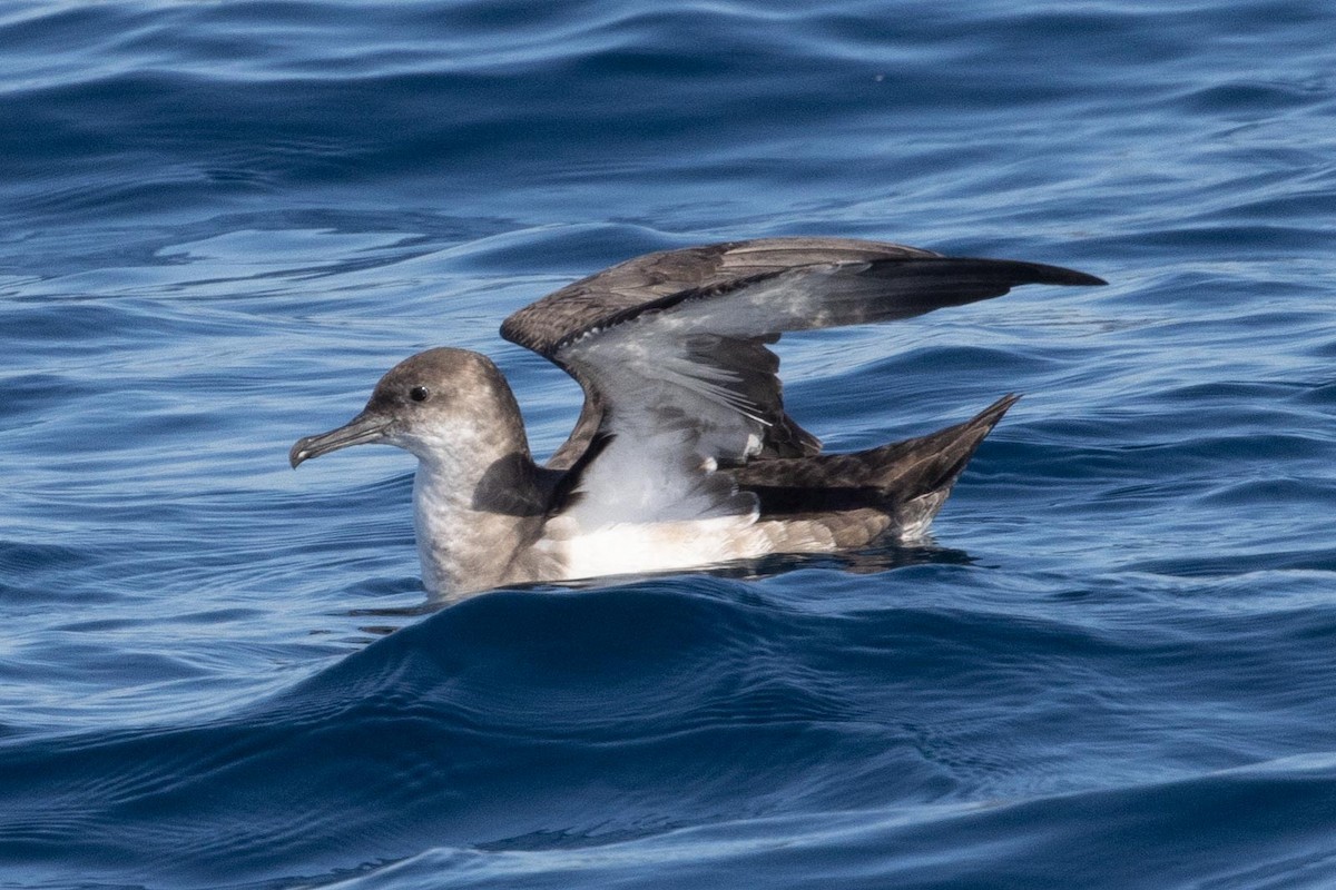 Black-vented Shearwater - ML612734620