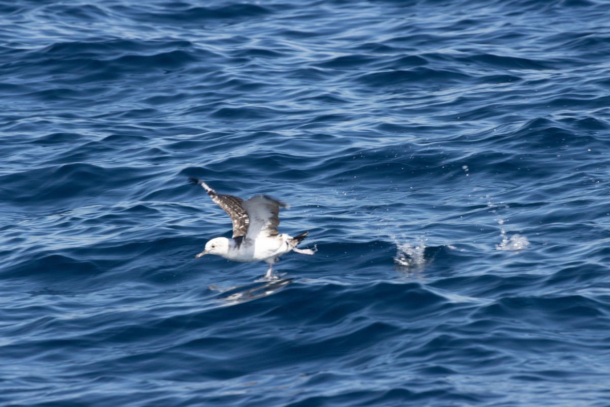 Black-vented Shearwater - ML612734622