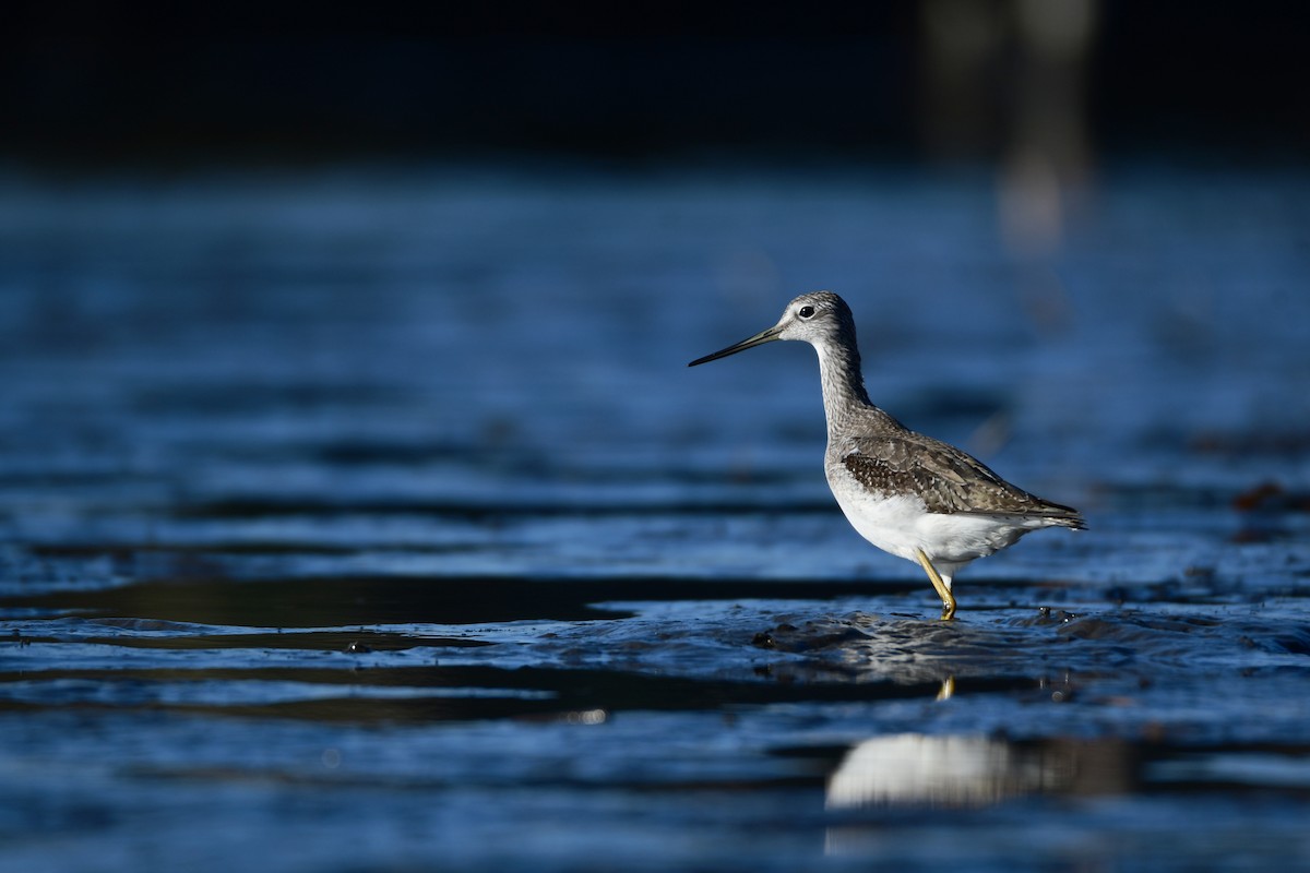 Greater Yellowlegs - ML612734680